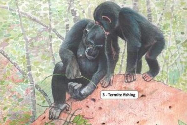 Drawing of chimps using sticks to collect termites from a mound