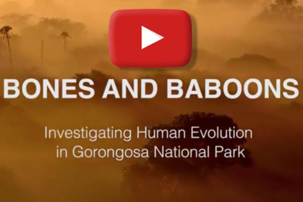 Click to play a video of our team working in Gorongosa National Park
