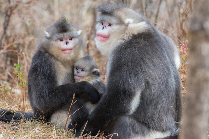 A family of three snub nosed monkeys - a large male next to a female with a baby