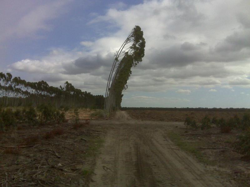timber plantation mtubatuba 2010