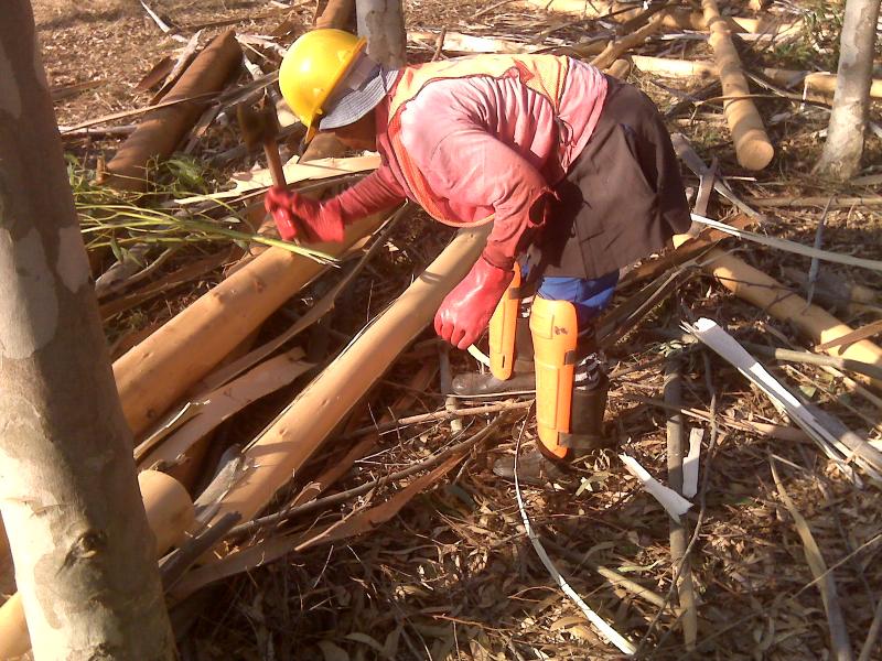 timber harvesting mtubatuba 2010