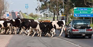 Cattle in cape town by noleen kutash cattle in cape town by noleen kutash