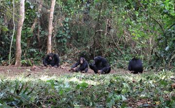 severalchimps katarinaalmeidawarren